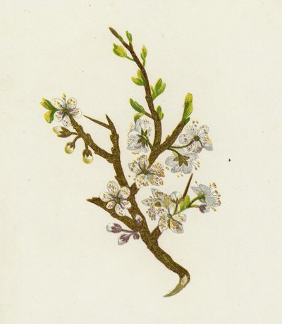 Prunellier, ou Épine noire, Prunus Spinosa - English School